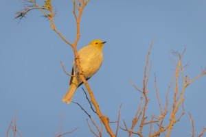 Yellow Tined Honey Eater