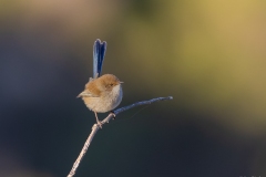 Splendid fairy wren female