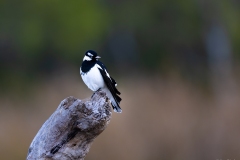 Magpie