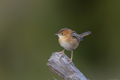 Golden-Headed Cisticola