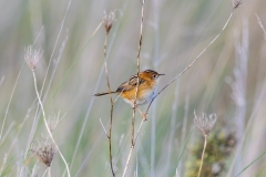 Golden-Headed Cisticola