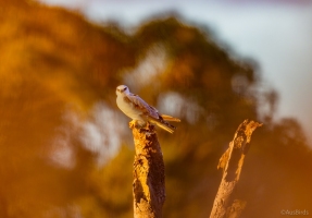 Black-shouldered kite