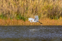 Great egret