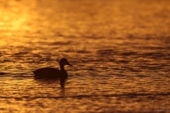 Common Duck