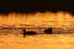 Common Duck