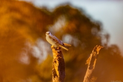 Black-shouldered kite