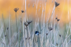 Superb-Fairywren