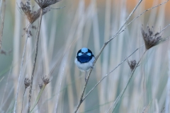 Superb-Fairywren